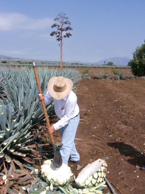 Präsentation eines Jimador auf den Agavenfeldern von Tequila_-14