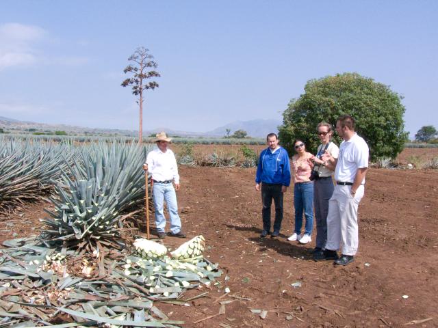 Präsentation eines Jimador auf den Agavenfeldern von Tequila_-15