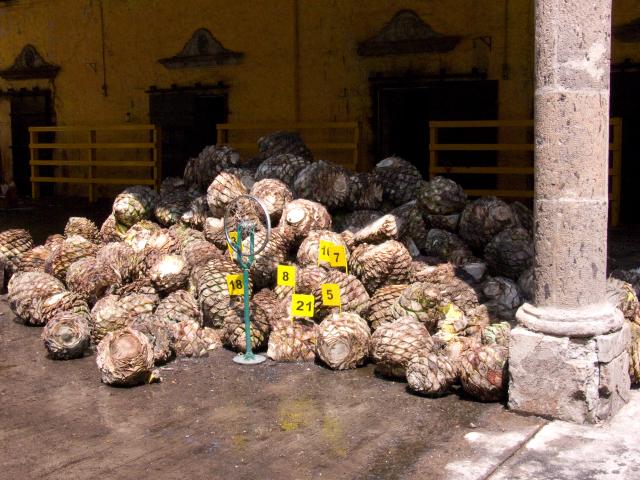 Besichtigung der Produktionsanlage & Tequila Verkostung bei der Tequileria Herradura