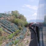 Fahrt mit dem Tequila Express von Guadalajara nach Amatitan-13