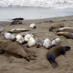 Seehundkolonie an der Küste von Ensenada