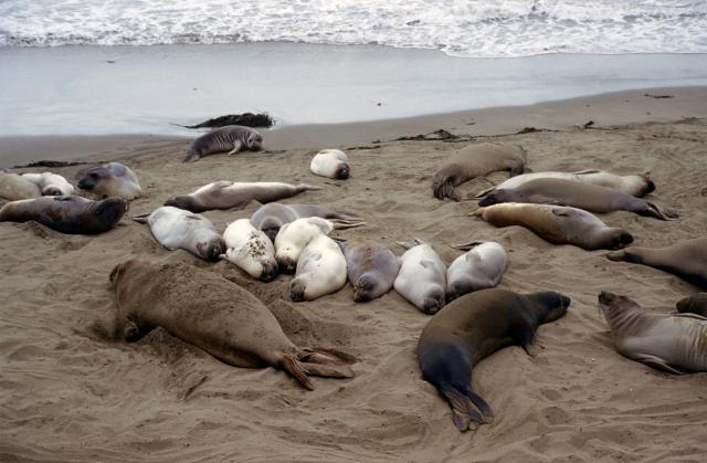 Seehundkolonie an der Küste von Ensenada