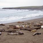 Seehundkolonie an der Küste von Ensenada-2