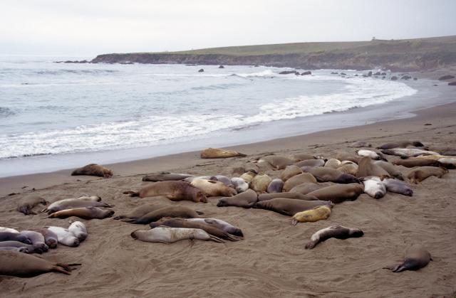 Seehundkolonie an der Küste von Ensenada-2
