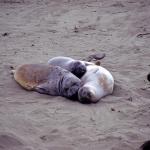 Seehundkolonie an der Küste von Ensenada-3