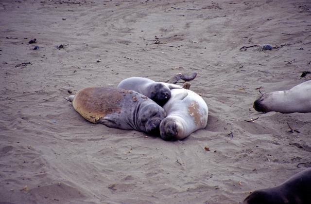 Seehundkolonie an der Küste von Ensenada-3