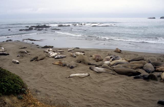 Seehundkolonie an der Küste von Ensenada-4