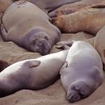 Seehundkolonie an der Küste von Ensenada-5
