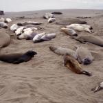 Seehundkolonie an der Küste von Ensenada-6