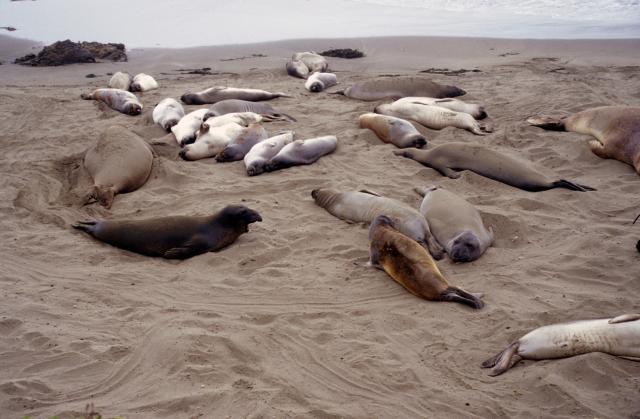 Seehundkolonie an der Küste von Ensenada-6