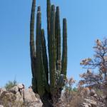 Kaktus bei Catavina