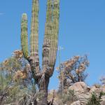Kaktus bei Catavina-2