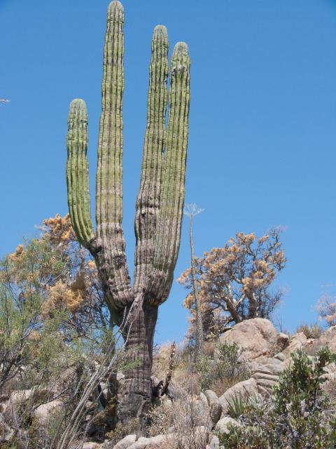 Kaktus bei Catavina-2