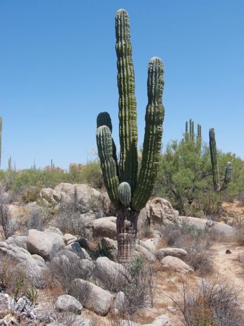 Kaktus bei Catavina-8