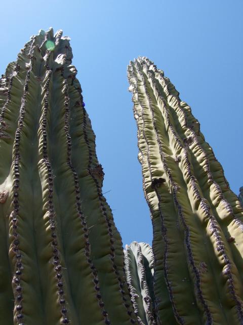 Kaktus bei Catavina-9