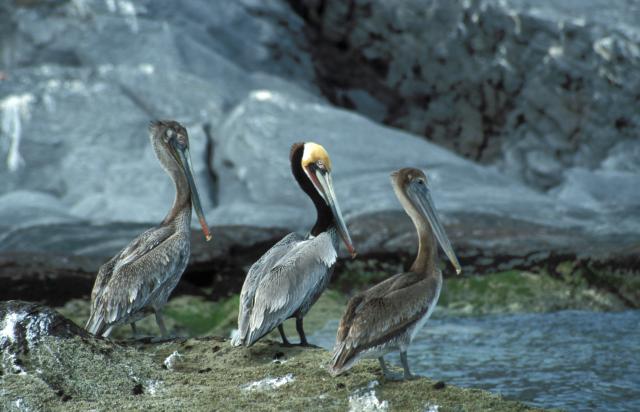 Braun-Pelikan Adult und Jungvögel