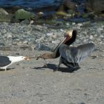 Braun-Pelikan und Gelbfußmöwe im Futterstreit