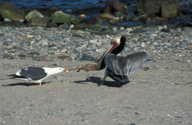 Braun-Pelikan und Gelbfußmöwe im Futterstreit