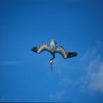 Braun-Pelikan im Sturzflug