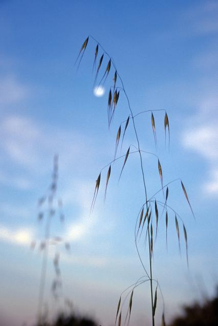 Gräser im Wind