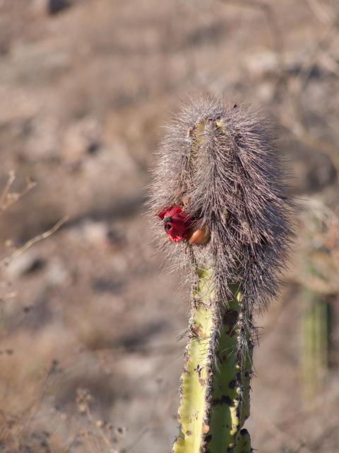Kaktus in der Wüste bei Loreto