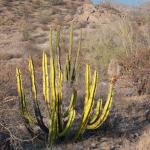 Kaktus in der Wüste bei Loreto-2