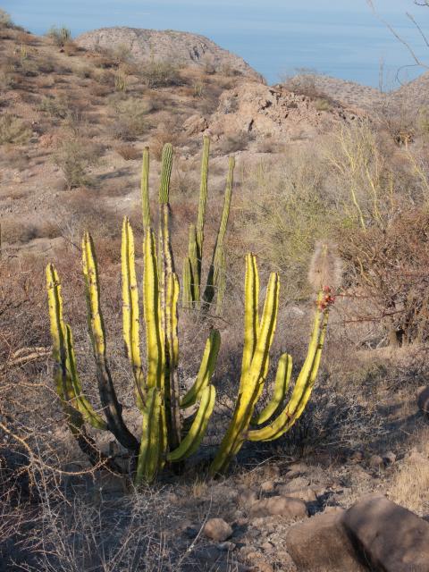 Kaktus in der Wüste bei Loreto-2