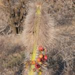 Kaktus in der Wüste bei Loreto-3