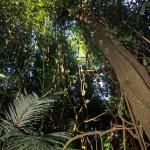 Dschungel und Pflanzen in Chiapas