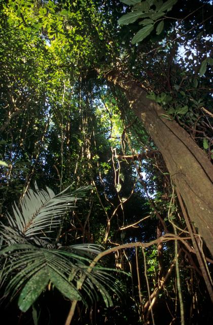 Dschungel und Pflanzen in Chiapas