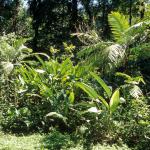 Dschungel und Pflanzen in Chiapas-2