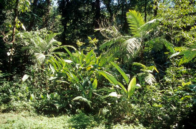 Dschungel und Pflanzen in Chiapas-2