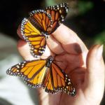 Monarchfalter in Michoacan-6