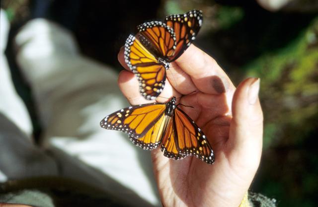 Monarchfalter in Michoacan-6