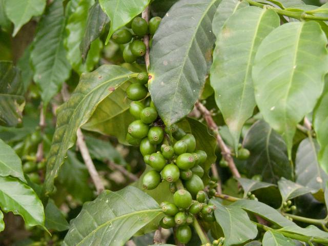 Kaffeepflanze-4
