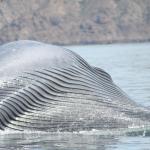 Gularfalten eines Blauwals