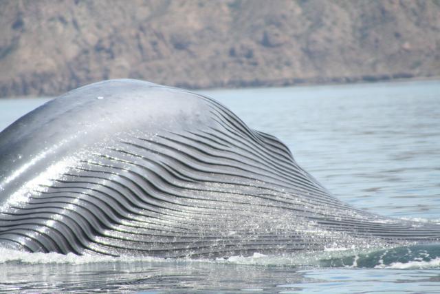 Gularfalten eines Blauwals