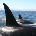 Schwertwalfinnen