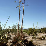 Vertrockneter Fruchtstand einer Yucca