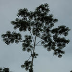 Baum mit Schlingpflanze Bonampak