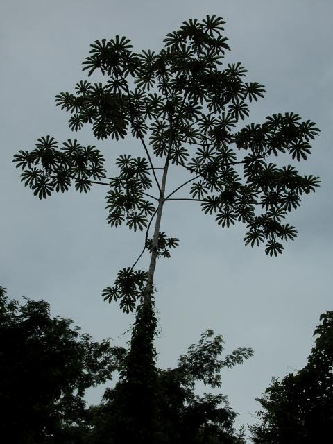 Baum mit Schlingpflanze Bonampak