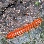 Centipede Yaxchilan