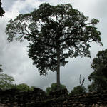 La Ceiba in den Ruinen von Yaxchilan